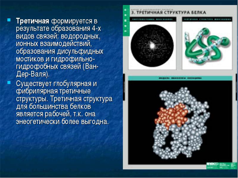 Глобулярная структура титана. Мономерами белков являются. Третичная структура фибрилярных белков. Ионные взаимодействия в третичной структуре белка. Биополимером является белок
